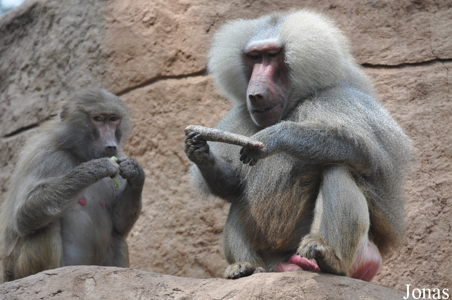 Kölner Zoo