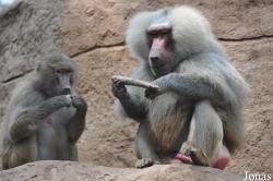 Kölner Zoo