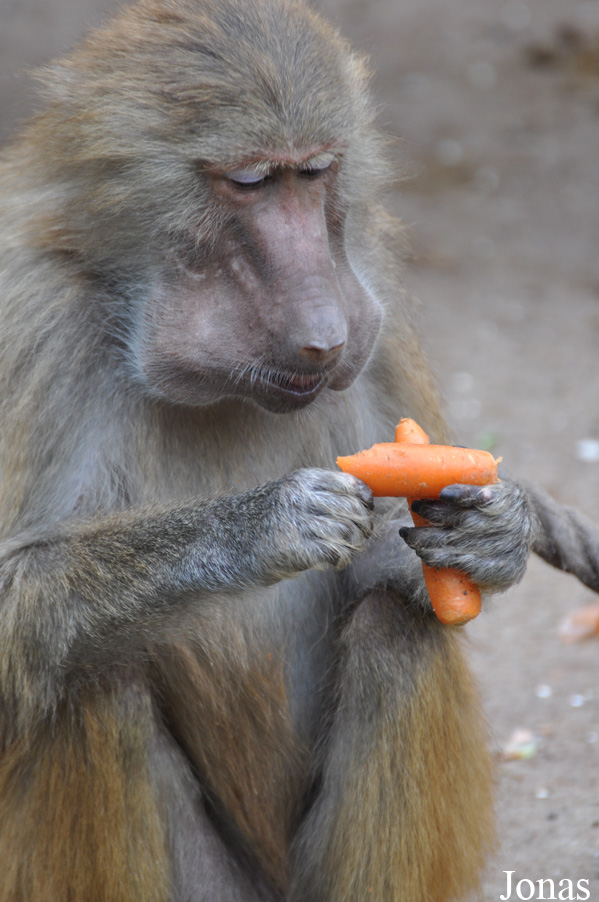 Kölner Zoo