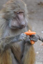Kölner Zoo