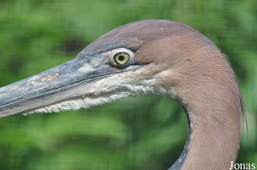 Kölner Zoo