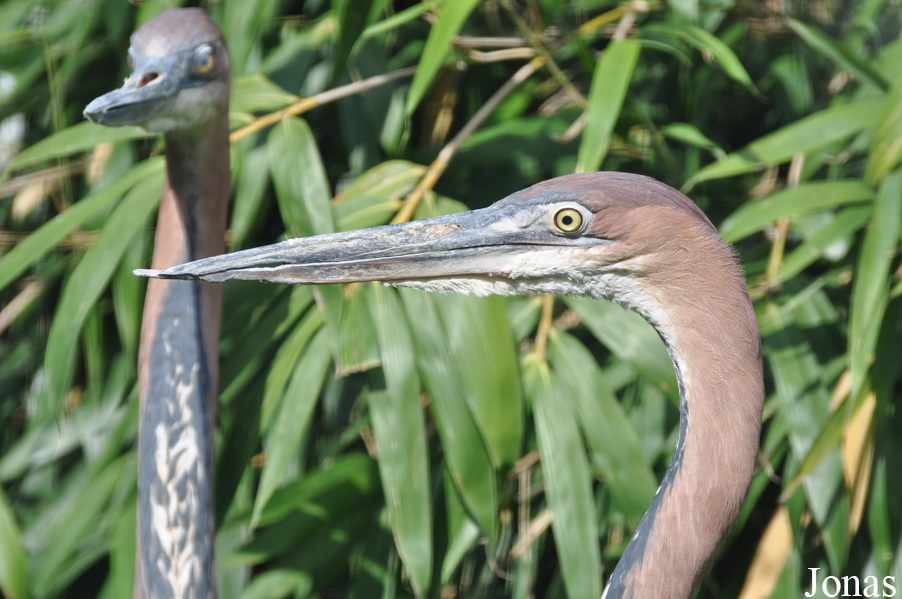 Kölner Zoo