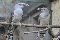 Kölner Zoo