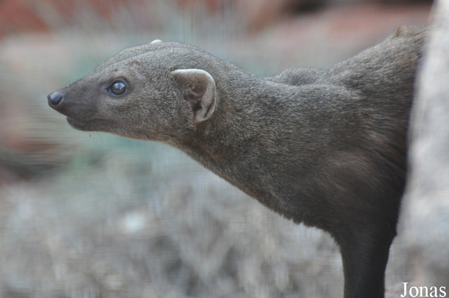 Kölner Zoo