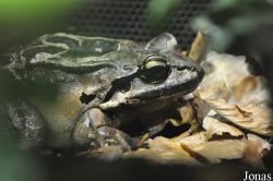Musée d’Histoire Naturelle & Vivarium de Tournai