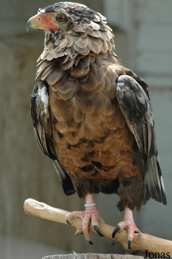 Parc Zoologique du Bois d'Attilly