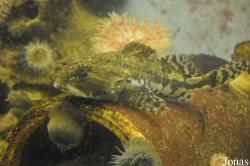 Myoxocephalus scorpius