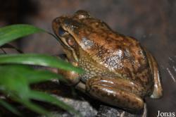Litoria aurea