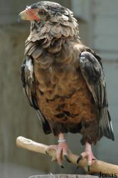 Parc Zoologique du Bois d'Attilly
