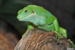 Serpentarium Blankenberge