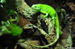 Serpentarium Blankenberge
