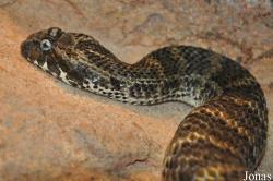 Acanthophis praelongus