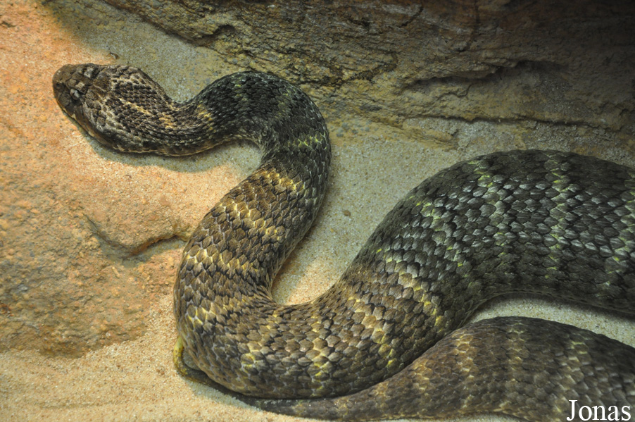 Serpentarium Blankenberge