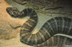 Serpentarium Blankenberge