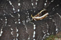 Serpentarium Blankenberge