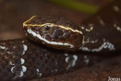 Agkistrodon bilineatus