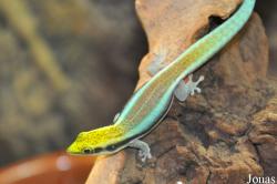 Phelsuma klemmeri