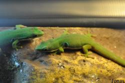 Berkenhof's Tropical Zoo