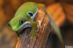 Phelsuma quadriocellata