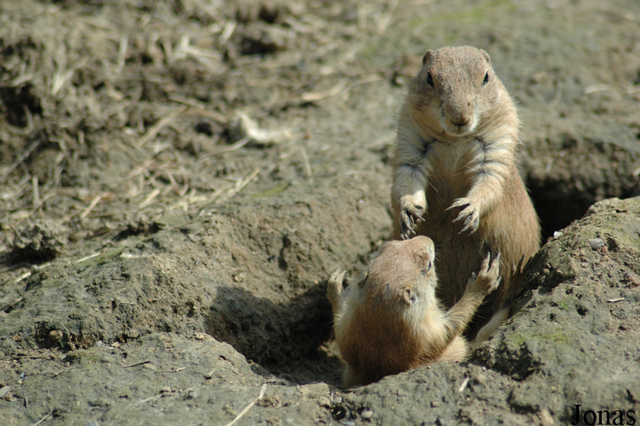 Parc Zoologique du Bois d'Attilly