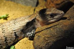 Tiliqua gigas