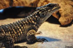 Reptilienzoo Iguana
