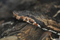 Candoia paulsoni