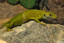 Lacerta viridis