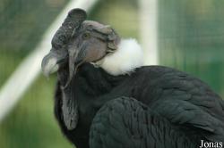 Parc Zoologique du Bois d'Attilly