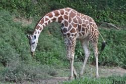 Zoo Negara