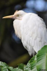 Zoo Taiping & Night Safari
