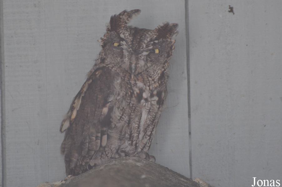 Burren Birds of Prey Centre