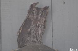 Burren Birds of Prey Centre