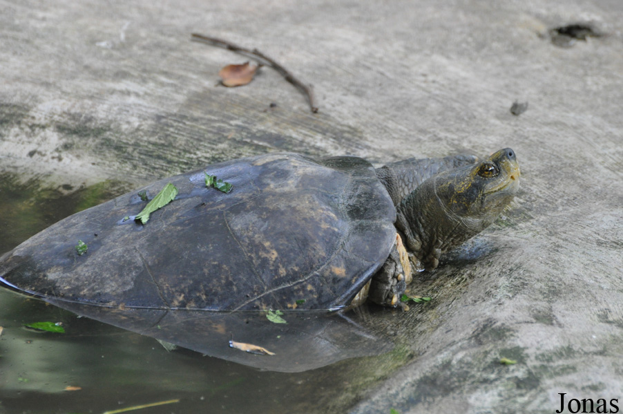 Lao Zoo