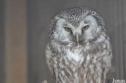 Uilen- en Dierenpark De Paay