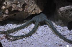 Ophiurida