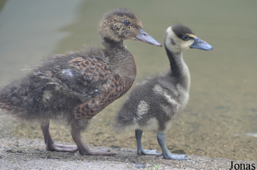 WWT Castle Espie Wetland Centre