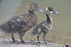 WWT Castle Espie Wetland Centre