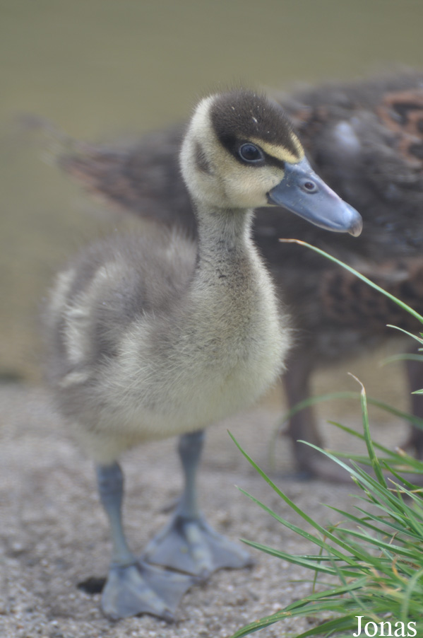 WWT Castle Espie Wetland Centre