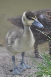 WWT Castle Espie Wetland Centre