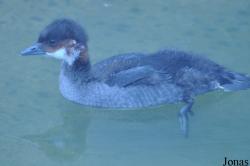 WWT Castle Espie Wetland Centre