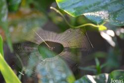 Arachnida non identifiée