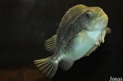 Cyclopterus lumpus