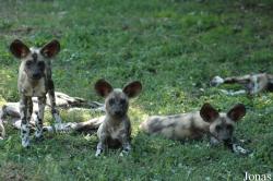 Zoo de Pont-Scorff