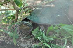 Angkor Centre for Conservation of Biodiversity (ACCB)