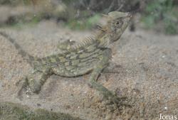 Acanthosaura armata