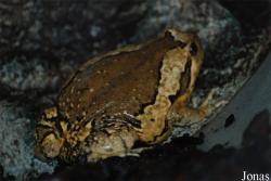 Kaloula pulchra pulchra