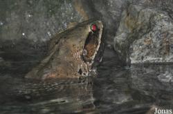 Limnonectes malesianus