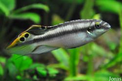 Pelvicachromis pulcher