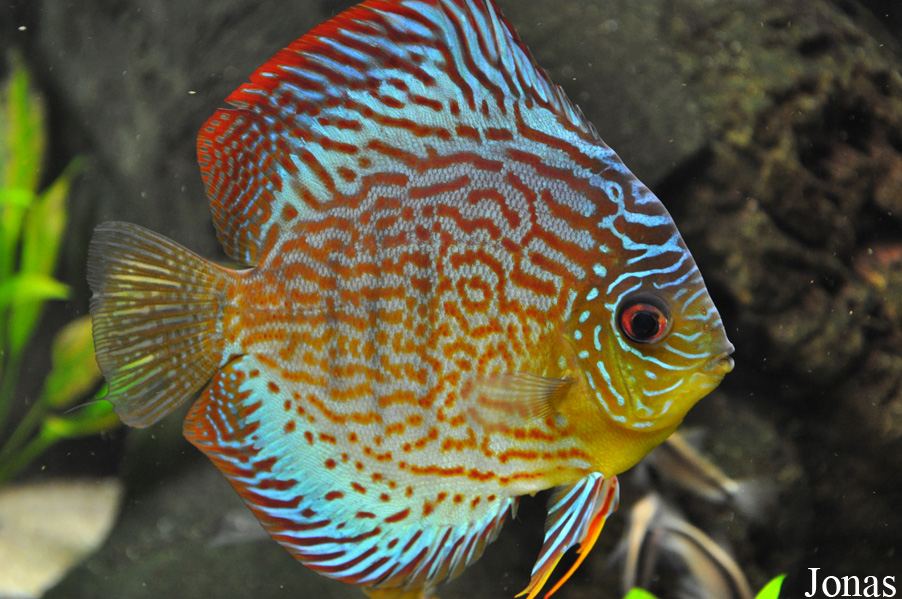Aqua Zoo Leerdam